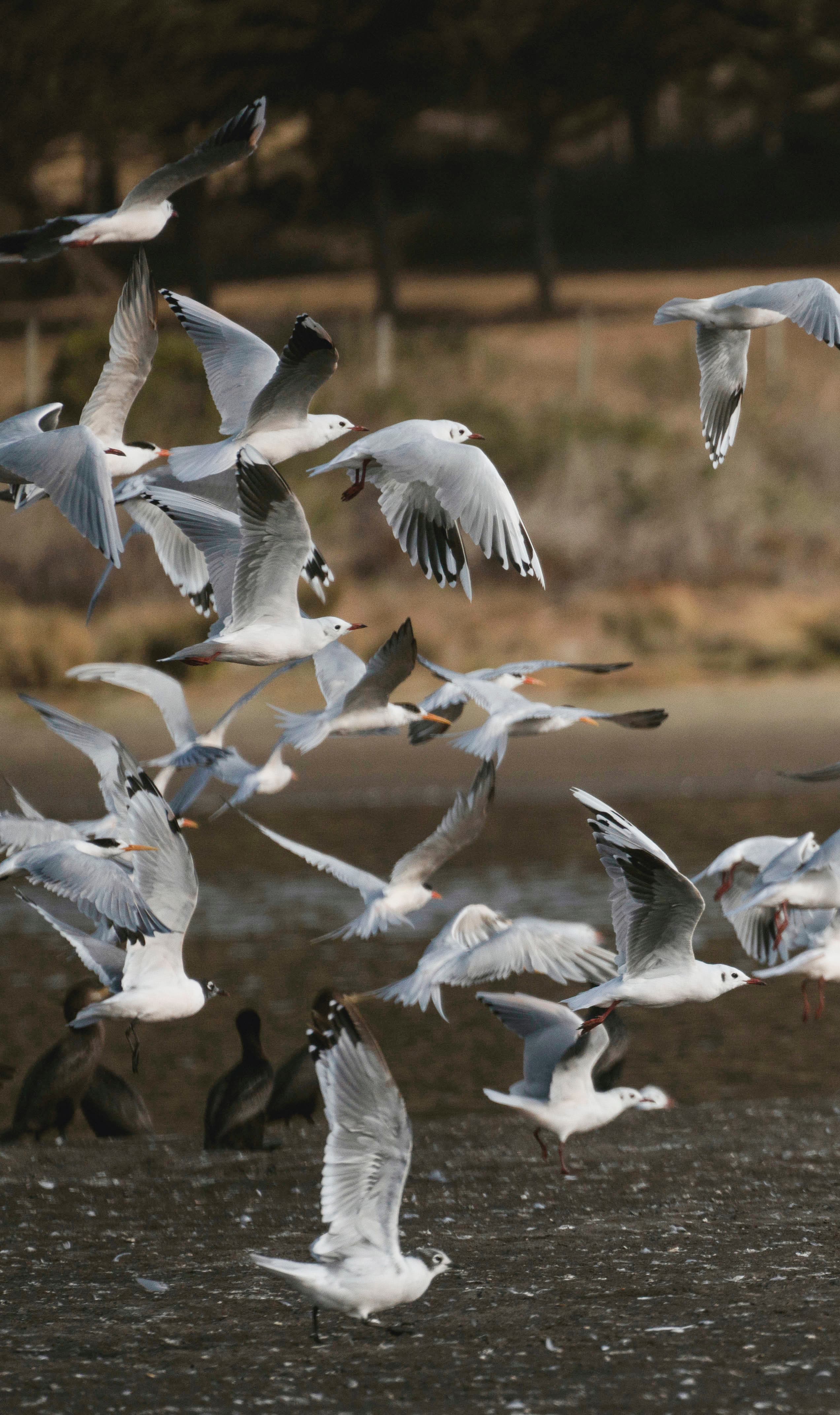 Volar